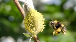 Neonicotinoide sind Gift für Bienen und Hummeln. (Bild: ORF)