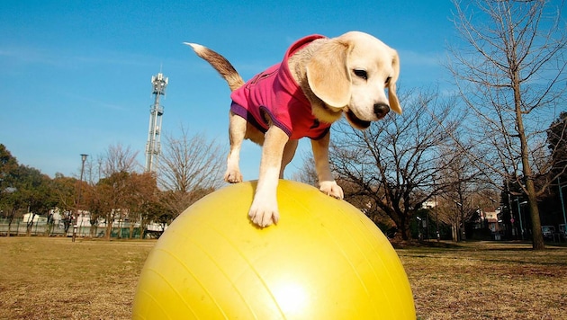 "Purin" in Action! (Bild: APA/AFP/Guinness World Records/HANDOUT)