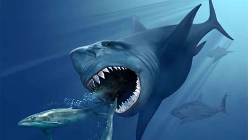 Die künstlerische Illustration zeigt einen Carcharocles megalodon bei der Jagd nach Walen. (Bild: Karen Carr (Creative Commons))