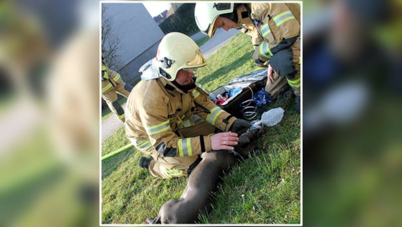 Die Hündin wurde von den Feuerwehrmännern erstversorgt. (Bild: BFW Linz)