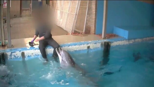 Ist es sexueller Missbrauch oder wissenschaftliche Arbeit, was in diesem Delfinarium passierte? (Bild: facebook.com/RAMBAM)