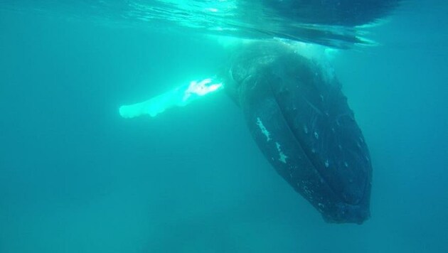 Der "Walflüsterin" Saskia Kißler ist diese beeindruckende Unterwasseraufnahme gelungen. (Bild: Saskia Kißler)