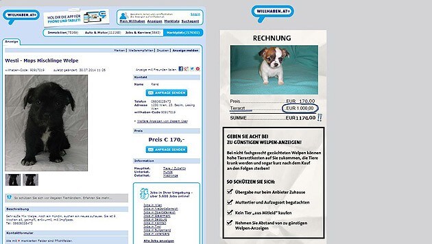 Das Inserat auf willhaben.at: Rechts wird ein Warnhinweis eingeblendet. (Bild: Screenshot willhaben.at)