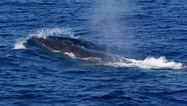 Der Finnwal ist nach dem Blauwal das zweitgrößte Tier der Erde. (Bild: thinkstockphotos.de)