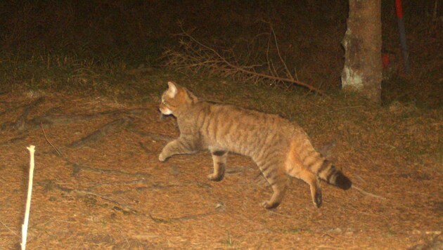 Diese Wildkatze tappte im Mühlviertel in eine Luchs-Fotofalle. (Bild: Luchsprojekt/Thomas Englede)