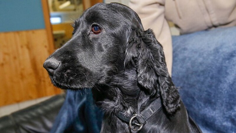 Cocker-Spaniel-Dame Liza (Bild: MARKUS TSCHEPP)