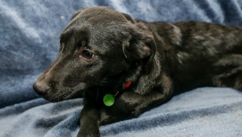 Labrador-Terrier-Mix Gina ist erst fünf Monate alt. (Bild: MARKUS TSCHEPP)