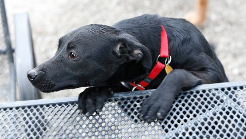 Hunde gehören sicher verwahrt. Symbolfoto (Bild: Markus Tschepp)