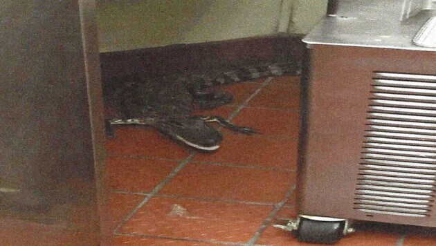 Der Alligator landete unverletzt im Restaurant. (Bild: AP)