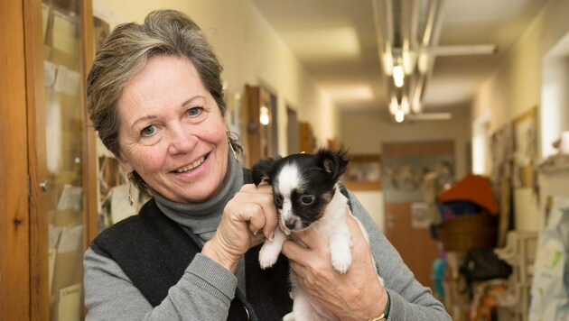 Inge Eberstaller mit den geretteten kleinen Hunden, die nun im Tierheim Linz gesund gepflegt werden. (Bild: Werner Kerschbaummayr, fotokerschi.at)