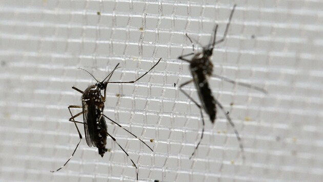 Der Hauptüberträger des Zika-Virus, die Aedes aegypti (Bild: ASSOCIATED PRESS)