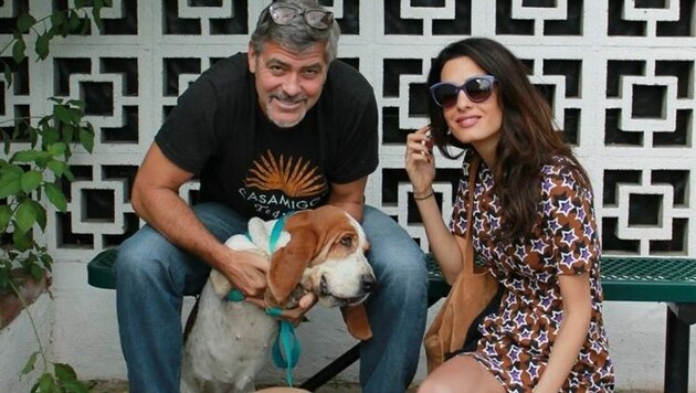 George und Amal Clooney haben Hund Millie aus dem Tierheim geholt. (Bild: Facebook.com)