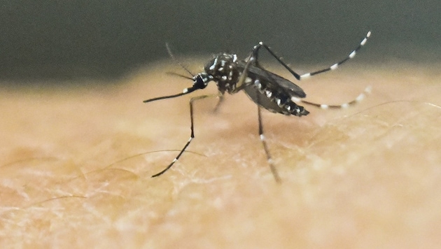 Die Moskitoart Aedes aegypti (Bild: APA/AFP/Luis Robayo)