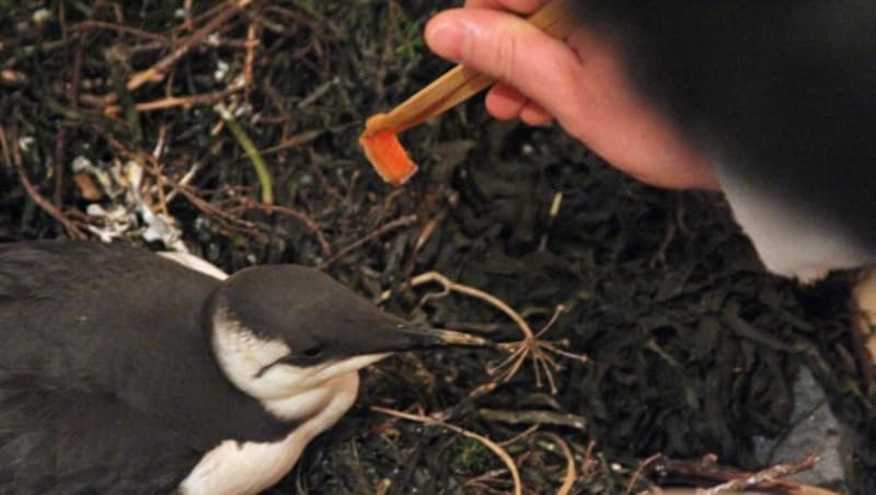 Eine kurz vor dem Verhungern gerettete Trottellumme wird mit Lachs gefüttert. (Bild: AP)