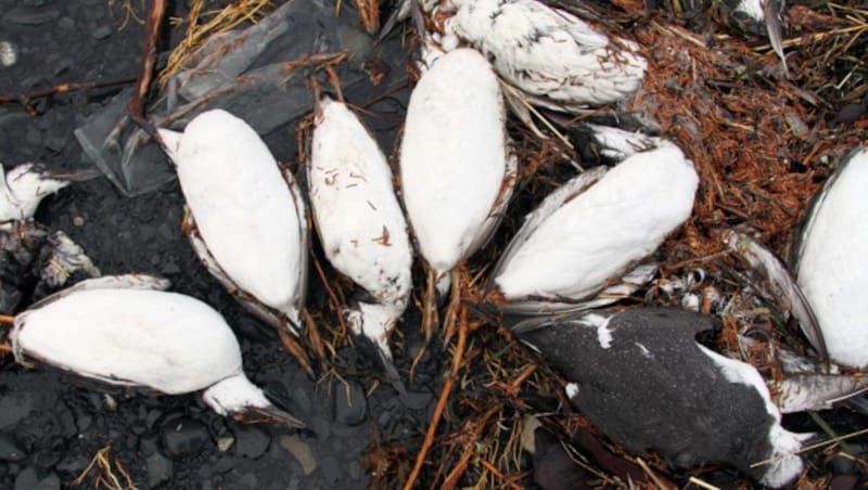 Auch zahlreiche Meeresvögel (im Bild Lummen) sind betroffen. (Bild: AP)