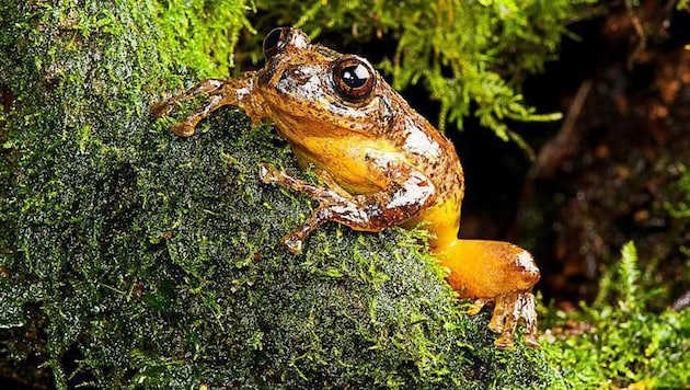 Der ausgestorben geglaubte Baumfrosch vor seiner Höhle am Baum (Bild: Sathyabhama Das Biju)