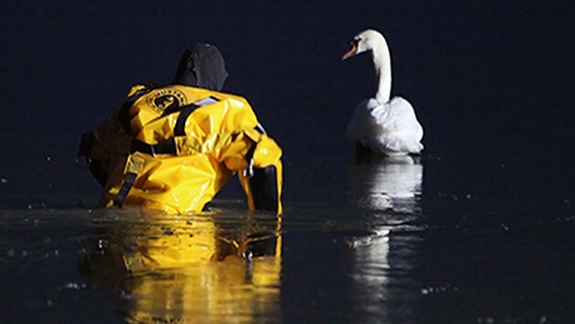 Der im Eis eingeschlossene Schwan befand sich in einer aussichtslosen Lage. (Bild: APA/WOLFGANG PRUMMER)