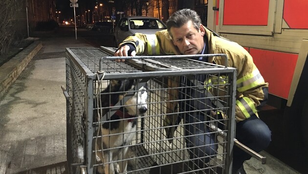 Die Feuerwehr musste Husky "Niko" holen. Jetzt ist er wieder bei seiner Familie. (Bild: Thomas Reiter)