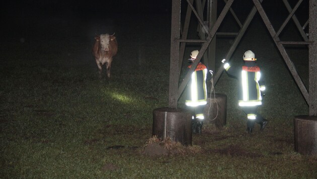 Nach einer längeren Suchaktion konnte die "Amok-Kuh" schließlich in einem Feld aufgespürt werden. (Bild: Zoom-Tirol)