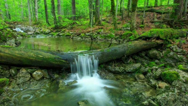 Das wunderschöne Wildnisgebiet Dürrenstein (Bild: Wildnisgebiet Dürrenstein)