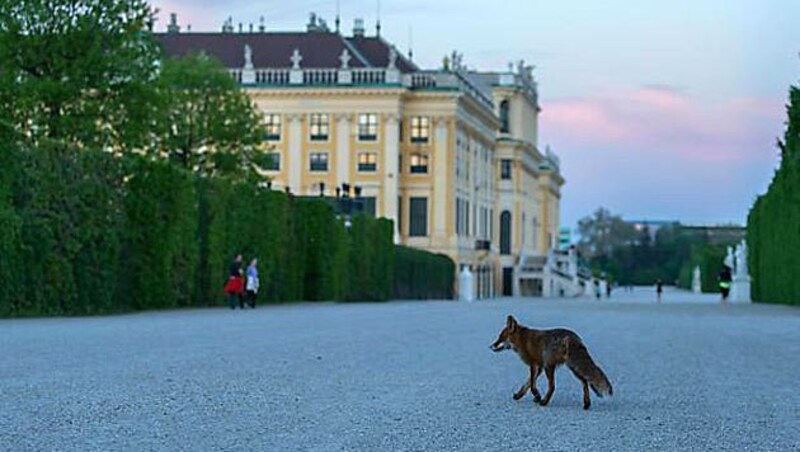 Ein Fuchs in der Parkanlage vor dem Schloss Schönbrunn (Bild: www.stadtwildtiere.at)