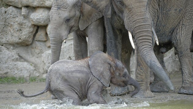 Die Elefanten im Tiergarten Schönbrunn werden derzeit täglich geduscht. (Bild: Tiergarten Schönbrunn/Norbert Potensky)