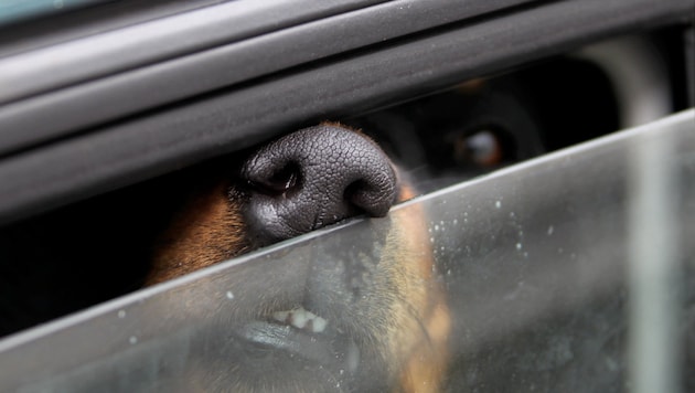 Der Tod in einem überhitzten Auto ist ein entsetzlicher (Bild: dpa/Stephan Jansen (Symbolbild))