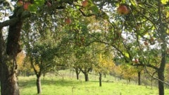 (Bild: kleine Stadt Farm)