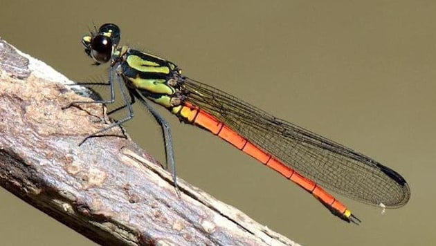 Die neue entdeckte Libellen-Art Chlorocypha maxima (Bild: Naturalis Biodiversity Center/Nicolas Meziere)