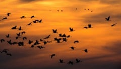 In Deutschland sind Tausende Kraniche wegen der Vogelgrippe verendet.