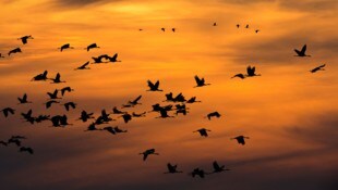 In Deutschland sind Tausende Kraniche wegen der Vogelgrippe verendet.