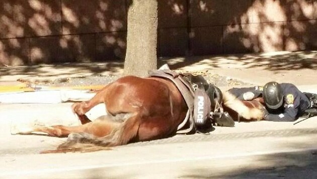 Dieses Bild rührt zu Tränen: Ein Polizeibeamter beruhigt sein sterbendes Pferd. (Bild: facebook.com/Houston Police Department)