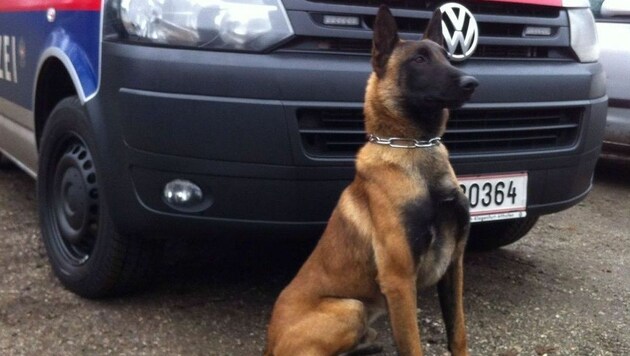 Der Polizeihund "Diego" wurde zum Lebensretter (Bild: Polizei)