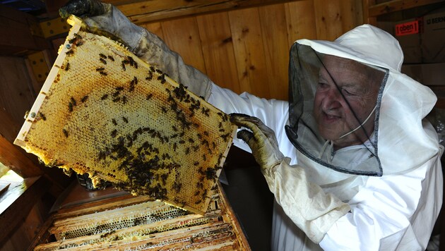 1,2 Milliarden Bienen sorgen in Kärnten für süßen Honig (Bild: Gabriele Moser)