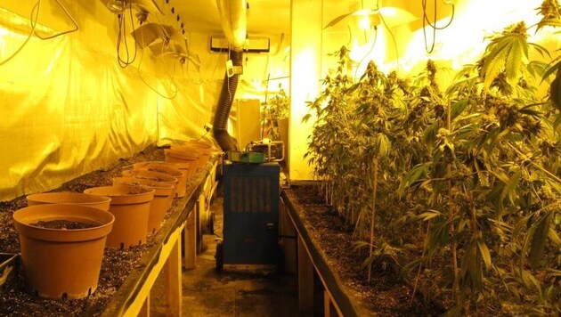 734 Cannabispflanzen wurden in der Wohnung entdeckt. (Bild: APA/LPD WIEN)