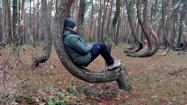 Durch ihre deutliche Krümmung laden die Bäume auch zum mehr oder weniger bequemen Verweilen ein. (Bild: APA/EPA/MARCIN BIELECKI)