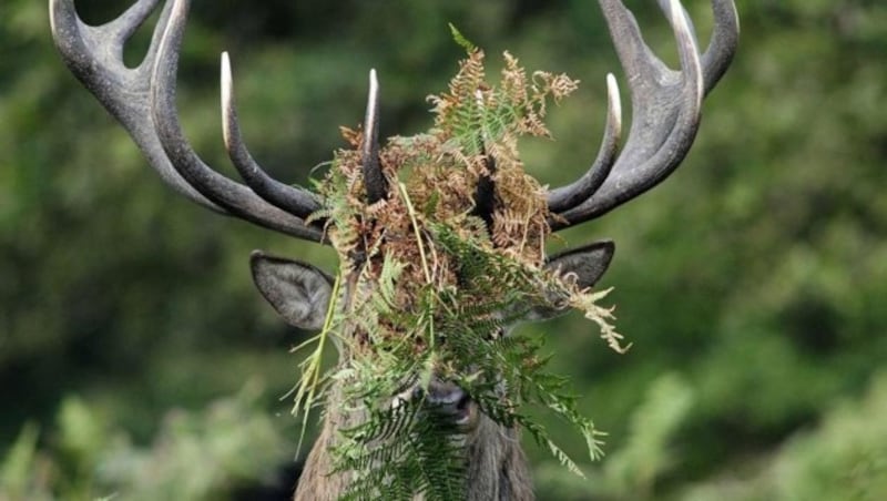 (Bild: William Richardson/Comedy Wildlife Photography Awards)