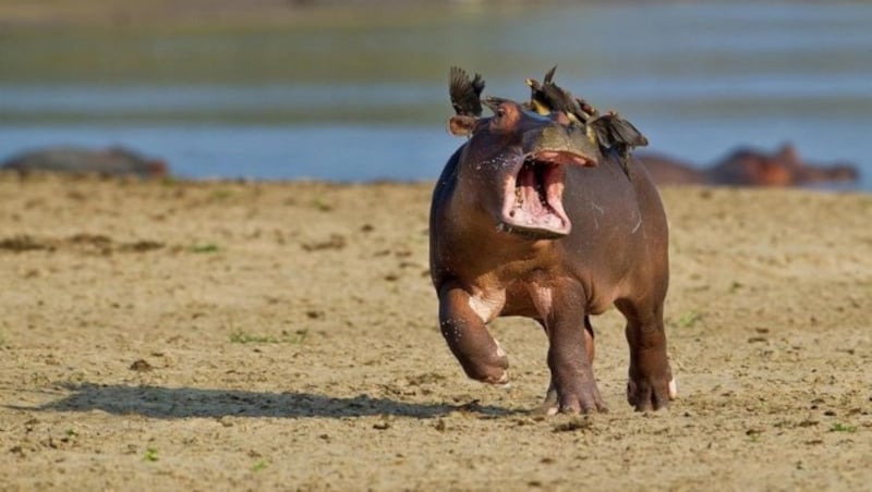 (Bild: Marc Mol/Comedy Wildlife Photography Awards)