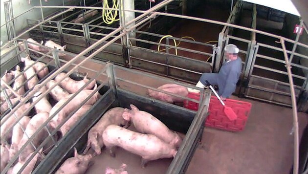 Ein Arbeiter tritt ein Schwein - Infos: www.vgt.at (Bild: VGT)