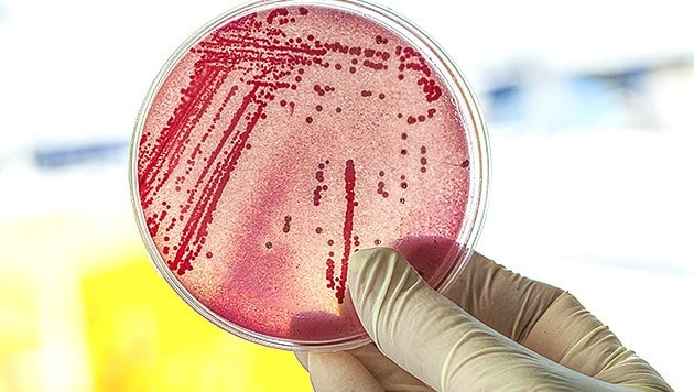 The reason for the excitement is the rapid spread of coli bacteria, which cannot be treated with antibiotics (symbolic image). (Bild: thinkstockphotos.de)