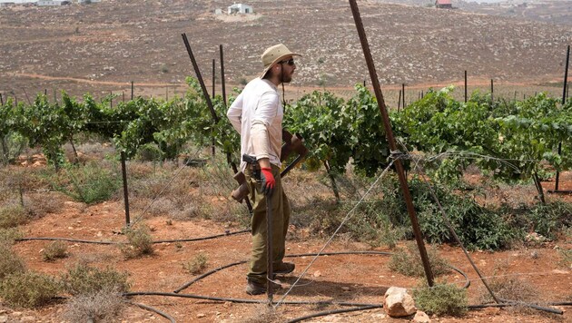 Ein israelischer Siedler in seinem Weingarten im Westjordanland (Bild: AFP)