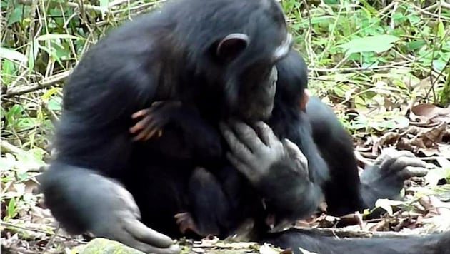 Die Schimpansin mit ihrem behinderten Nachwuchs (Bild: Michio Nakamura)