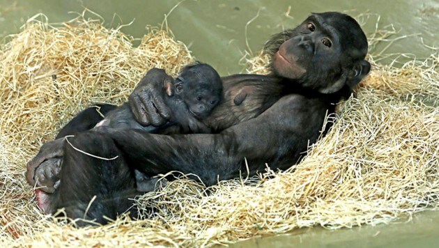 (Bild: APA/dpa/Peter Griesbach/Zoo Berlin)