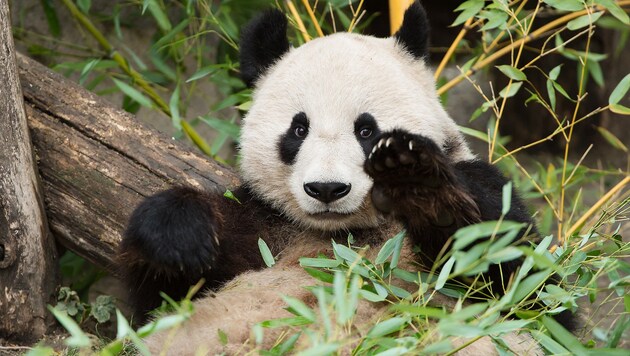 Für "Fu Bao" beginnt in China ein neues Leben. (Bild: Tiergarten Schönbrunn/Daniel Zupanc)