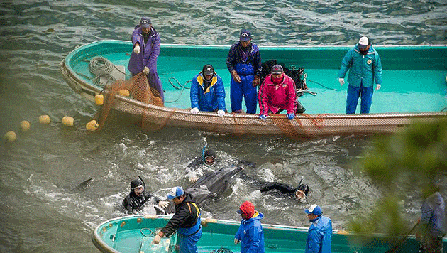 (Bild: APA/EPA/Sea Shepherd)