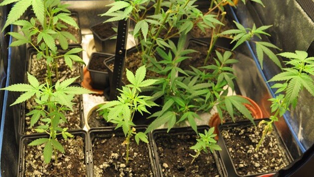 In dem Kinderzimmer wurde eine Cannabis-Plantage gefunden. (Symbolfoto) (Bild: LPD Kärnten)