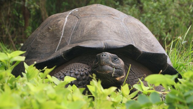 Ein Exemplar der neu entdeckten Art auf Galapagos (Bild: Galapagos National Park)