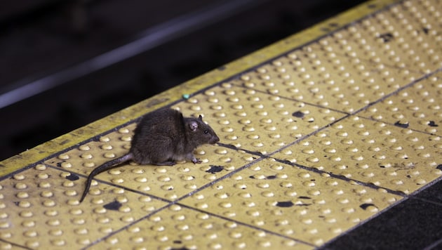 Eine Ratte in der U-Bahnstation Times Square (Bild: AP)