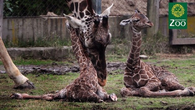 Noch sind die beiden Giraffen-Babys sehr wackelig auf den Beinen und liegen die meiste Zeit. (Bild: facebook.com/Zoologico de Buenos Aires)
