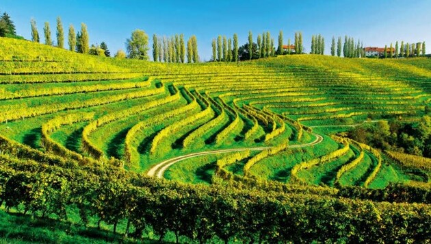 Jeruzalem liegt gleich ums Eck - das Dorf ist Zentrum eines der besten Weinbaugebiete Sloweniens. (Bild: Slowenisches Tourismusbüro)